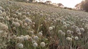 Red onions seed at maturity stage