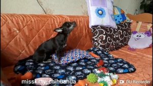 ПОЧЕМУ СОБАКА ВОЕТ? ЧИХУАХУА КИТИ/Why does the DOG howl/chihuahua MissKitty