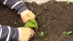 Момордика.  Посадка рассады момордики в открытый грунт.