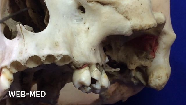 Наружный нос (Nasus Externus) смотреть онлайн