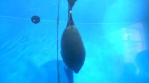 Байкальский музей, Листвянка. (нерпы*2)