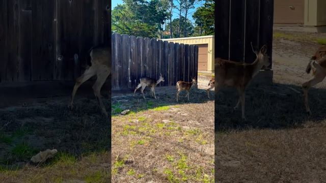 Семья оленей! 🦌 🥰