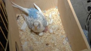 Попугаи. Любовь. Маленькие птенчики