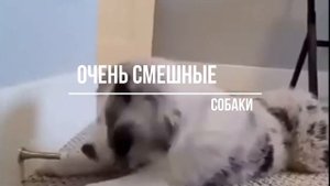 Особенности австралийской овчарки: дрессировка, характер и преимущества породы