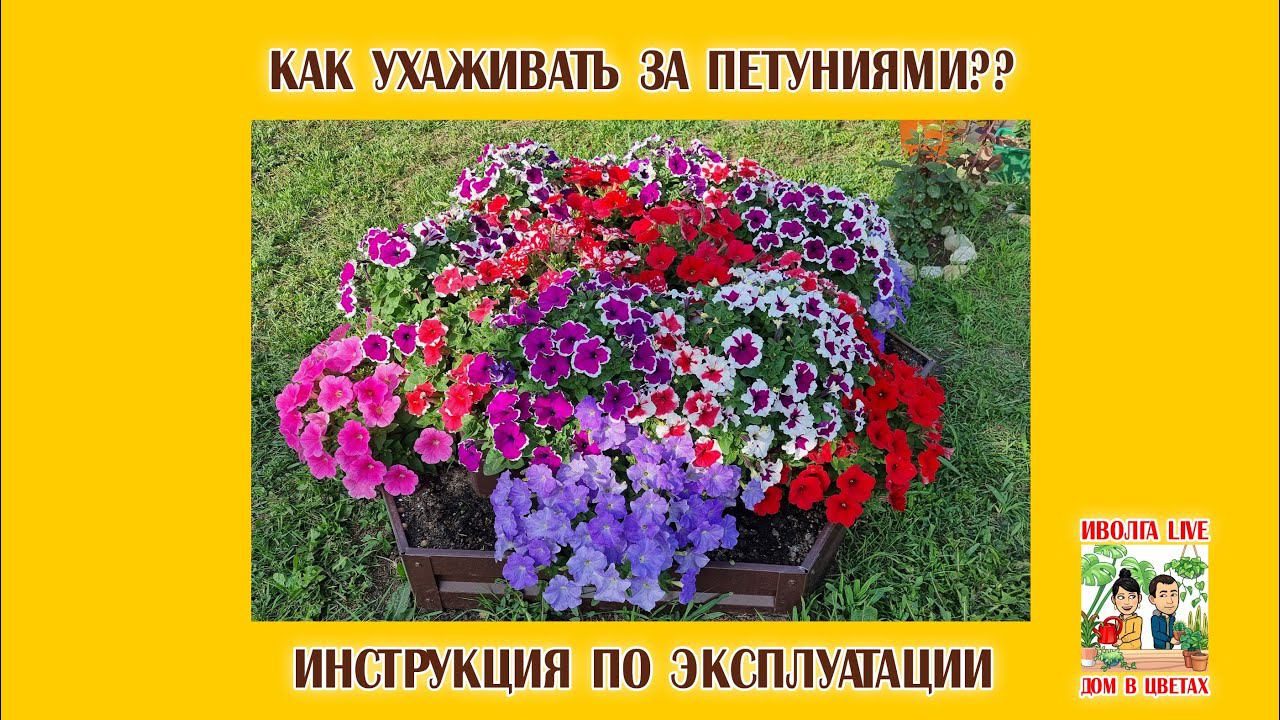 Как ухаживать за  петуниями на юге. Большой гайд. смотреть онлайн