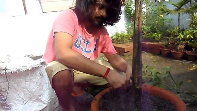 how to plant foxtail palm tree ? смотреть онлайн