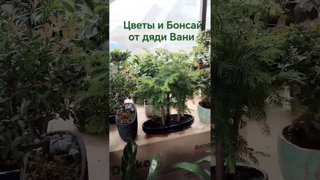 Цветы и Бонсай для дома дачи и офисов работают в Москве +79100092670