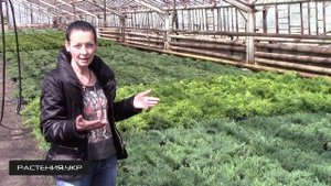 Можжевельник казацкий Рокери Джем / Можжевельник посадка и уход / хвойные растения
