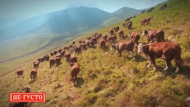 СПК «Де-Густо» племенной репродуктор мясной породы Герефорд: смотреть онлайн