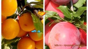 Слива обыкновенная Подарок Санкт-Петербург-Кубанская комета ? обзор: как сажать, саженцы сливы