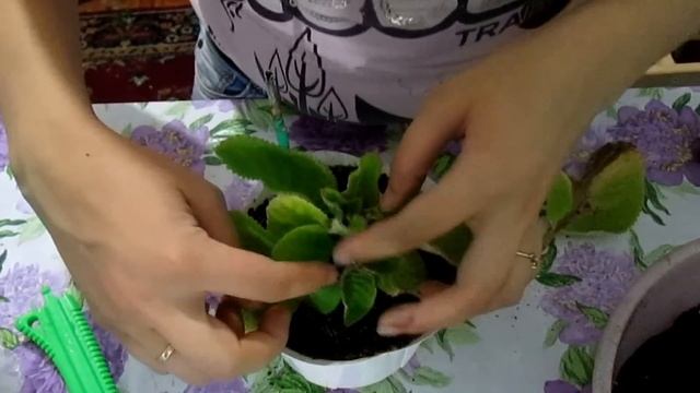 Размножение глоксинии листом и верхушечными черенками. Руководство для начинающих.