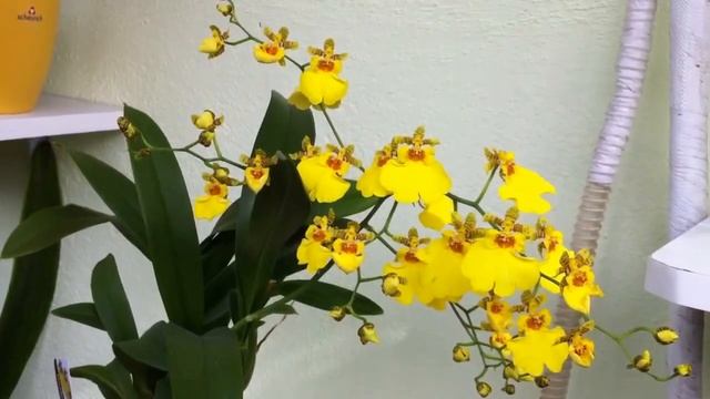 Orchid Care - Oncidium Sweet Sugar