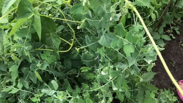 Дунай август 18 обзор 6 соток смотреть онлайн