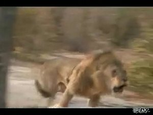 Охота на льва