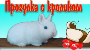 Можно гулять с кроликом на улице зимой?