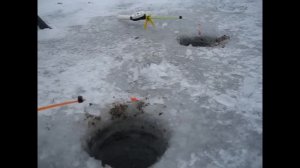 краснопёрка, зимняя ловля