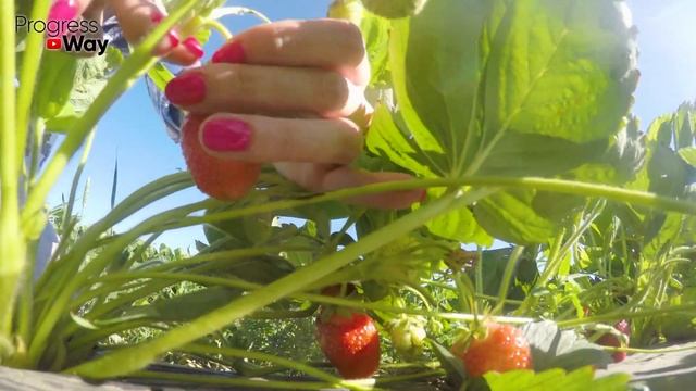 Достаточно 1 Раз Пролить Этим Клубнику Осенью Чтобы Ягод Было Пропасть В Следующем Году. Трихоплант смотреть онлайн