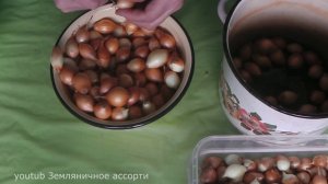 ПРАВИЛЬНАЯ ПОДГОТОВКА ЛУКА-СЕВКА К ПОСАДКЕ  ЭТО ЗАЛОГ ХОРОШЕГО УРОЖАЯ