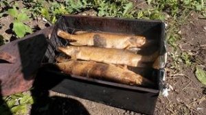 Коптим рыбу, карп и щука!