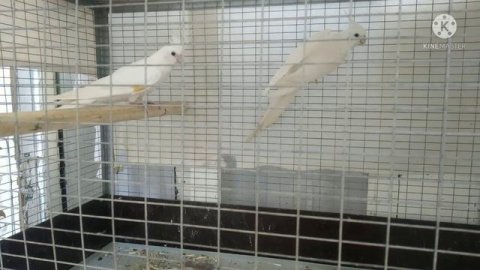 Karella haqida zur malumot Карелла Information about Karella