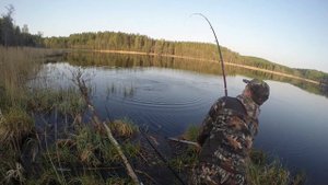 крупный линь