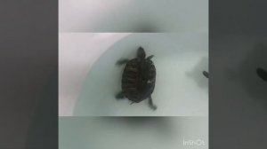 Красноухая черепаха 2021 плавают ванной дома жизнь дикая черепашка ух