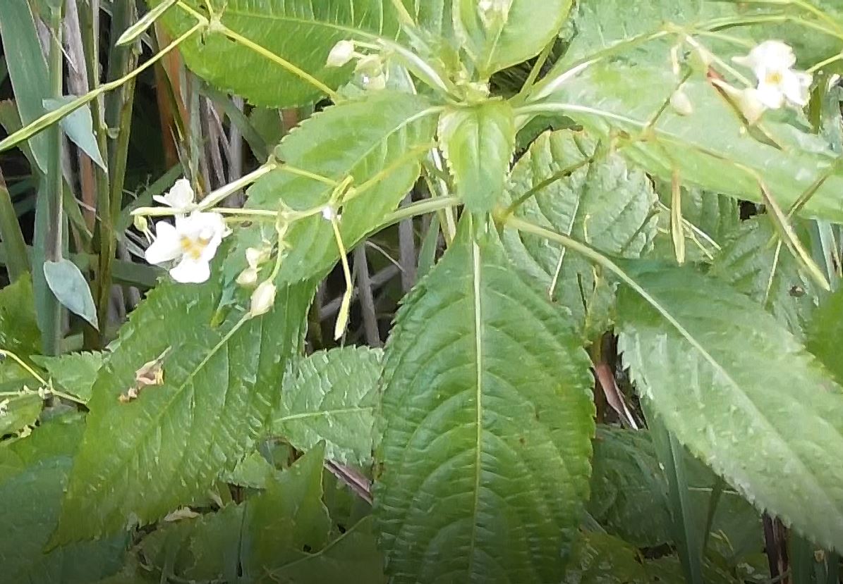 лекарственное растение, Недотрога мелкоцветковая, Impatiens parviflora, 06.08.2022, Вяжищи