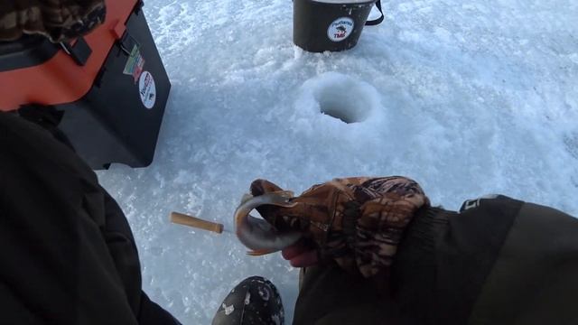 Только расставил Жерлицы и сразу же сработка. Рыбалка в мороз смотреть онлайн