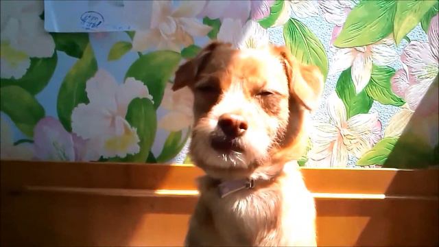 ИНТЕРВЬЮ-ШКА № 2 ...+...видео о подарках смотреть онлайн