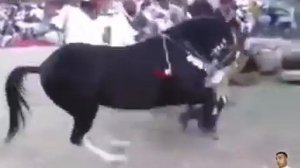 Арабский  лошадь даже человек не мог так танцует??