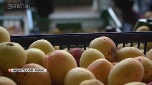 В Дагестане начался сбор урожая абрикосов