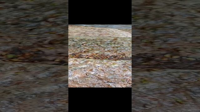 АБХАЗИЯ АПСНЫ СТРАНА ДУШИ ЦАНДРИПШ ЦАНДРЫПШ КАНЬОН ГОРНАЯ РЕКА У РЕКИ ЛЕТО ОТПУСК ОТДЫХ ЧЕРНОЕ МОРЕ