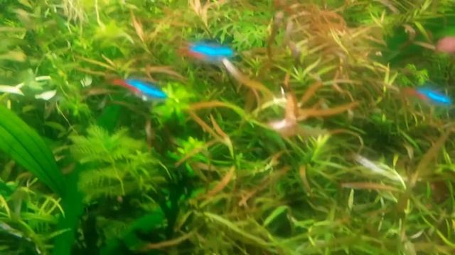 Мой аквариум 450 литров смотреть онлайн