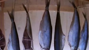 Холодное копчение. часть 3. Испытание селедкой.