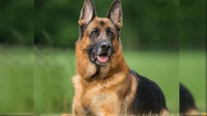 НЕМЕЦКИЙ БОКСЕР ПРОТИВ НЕМЕЦКАЯ ОВЧАРКА КТО ПОБЕДИТ?