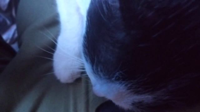 МЕСТА МНОГО...НО ОН ПРИХОДИТ, И ЛОЖИТСЯ МНЕ ПРЯМО НА ❤️ смотреть онлайн