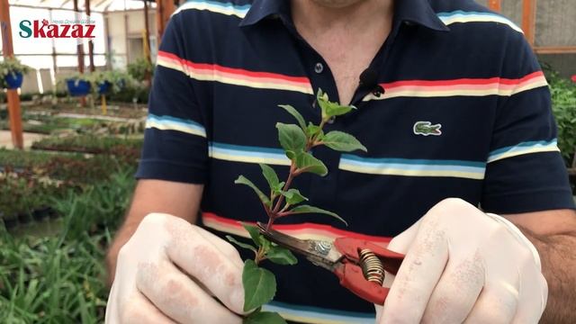 Küpe Çiçeği Çelikle Nasıl Çoğaltılır, How To Propagate Fuchsia By Cuttings смотреть онлайн