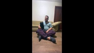 Амстафф дрессировка и воспитание.