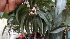 Benefits of Christmas Berry as medicinal plant/Ardisia Crenata