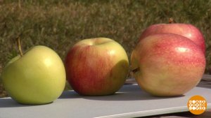 Яблоки - объединяют! Доброе утро. Суббота. Фрагмент выпуска от 19.08.2023