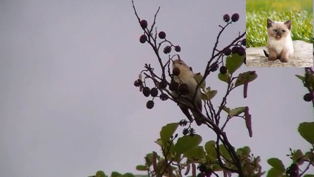 Пеночка-весничка - Phylloscopus trochilus