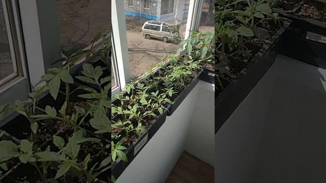 Ещё раз о "черной ножке". смотреть онлайн