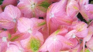 Hydrangea macrophylla Magical Greenfire 2016г.