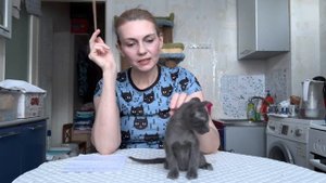 Как купить здорового ориентального котенка?