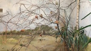 Видео игры для кота или кошки. Птицы летают и издают звуки прямо на экране компьютера!