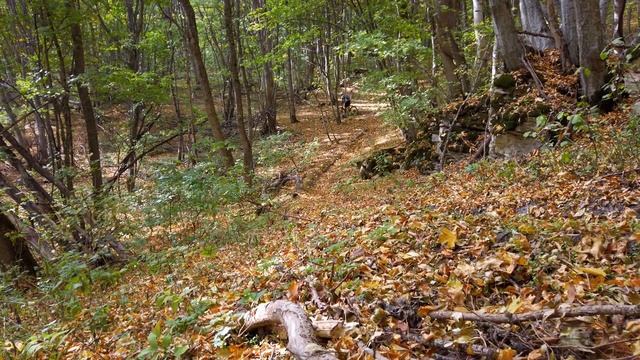 Трейл "Медовый" 2019. Ставрополь, Татарский лес. ASMR. смотреть онлайн