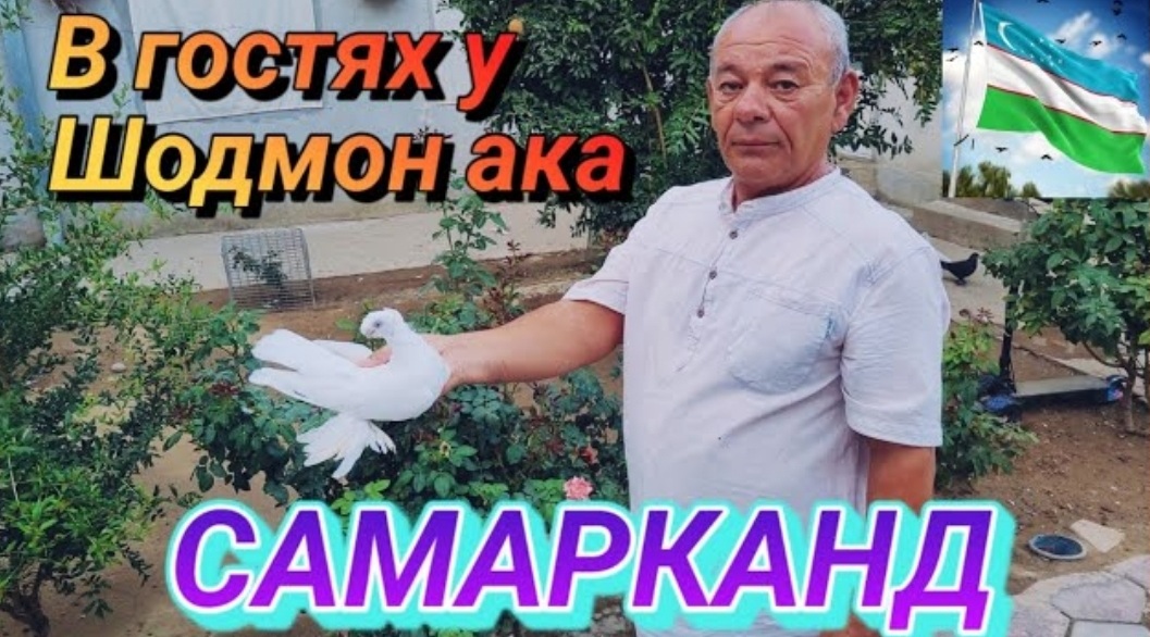 Игровые голуби!
В гостях у Шодмон Ака. Голуби Узбекистана город Самарканд.