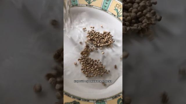 Программируем цветы #программирование#домашниерастения#кодинг#программист#написаниекода#programming смотреть онлайн