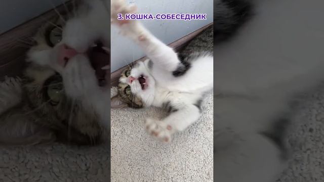 5 ПРИЧИН ЗАВЕСТИ КОШКУ