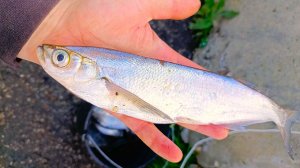 ВЕДРО ЗА ЧАС || Ловля волжской чехони на гирлянду #рыбалка #FishingHolidays ##волга #чехонь